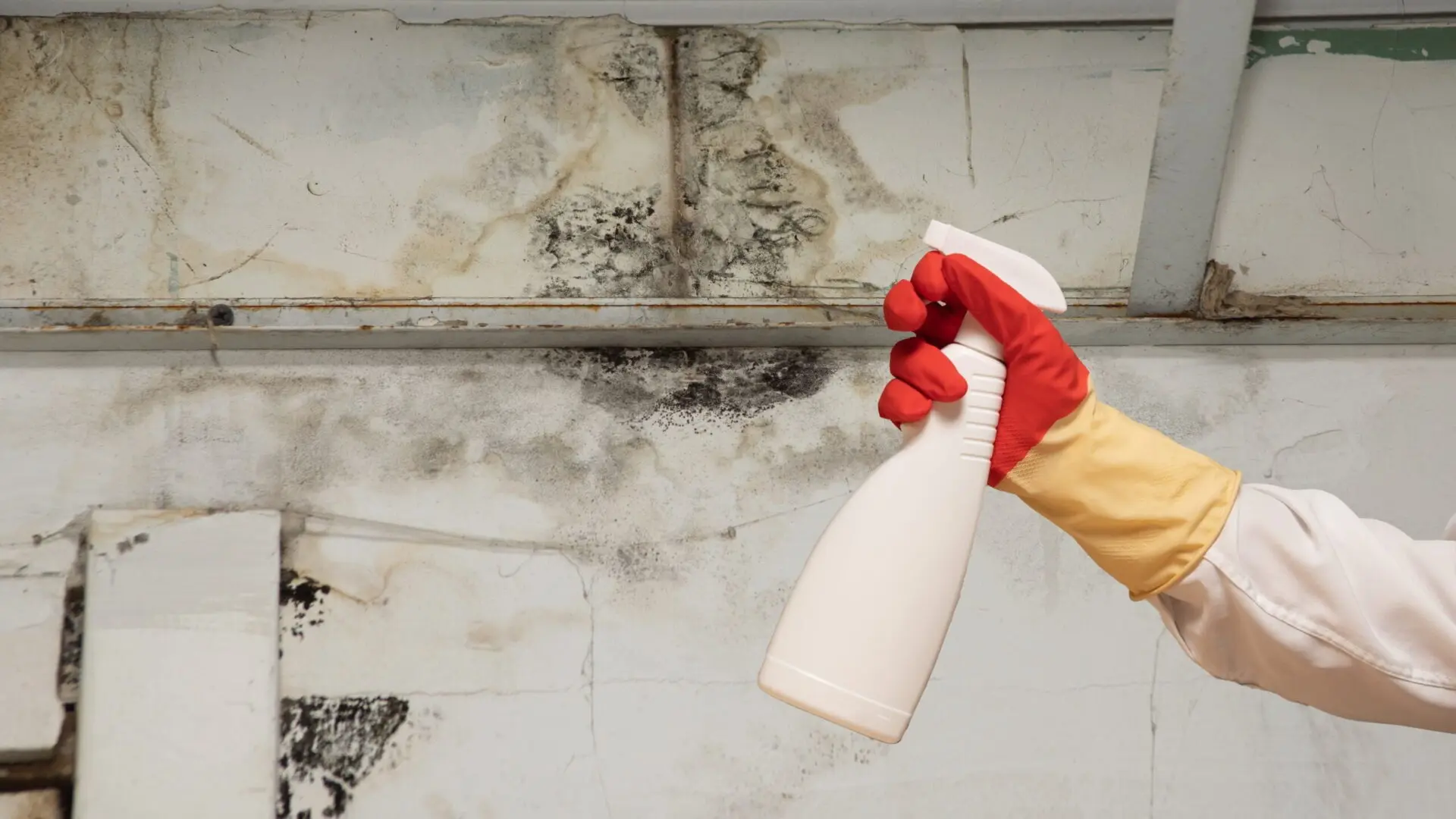 gold coast mould removal 